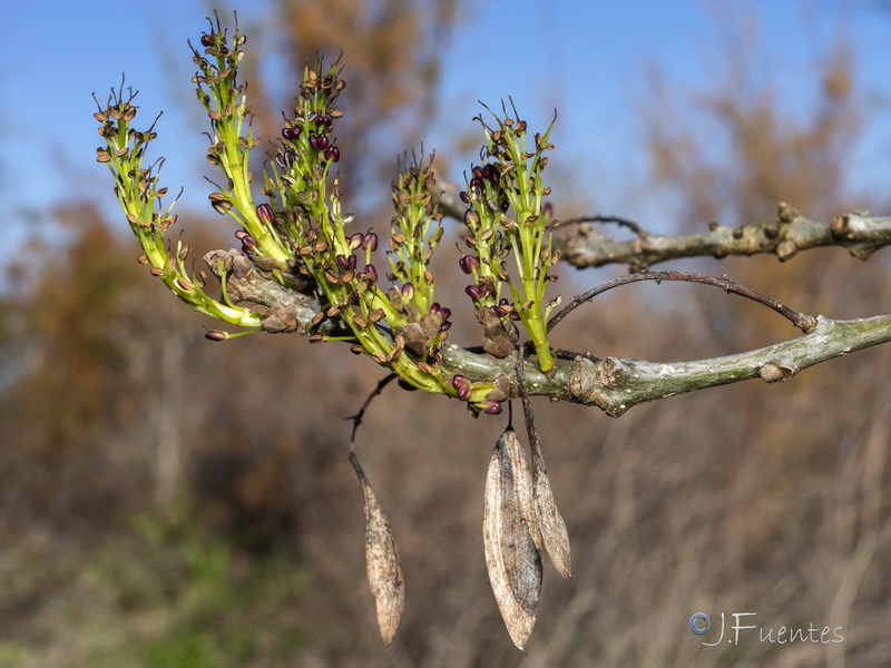 Fraxinus angustifolia angustifolia.01