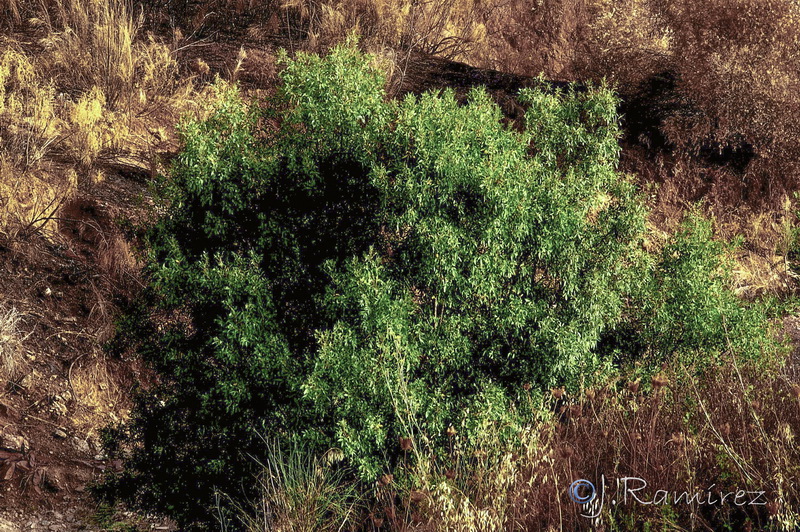 Fraxinus angustifolia angustifolia.06