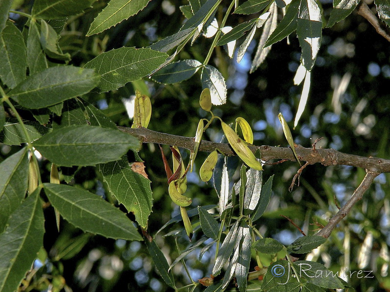 Fraxinus angustifolia angustifolia.09