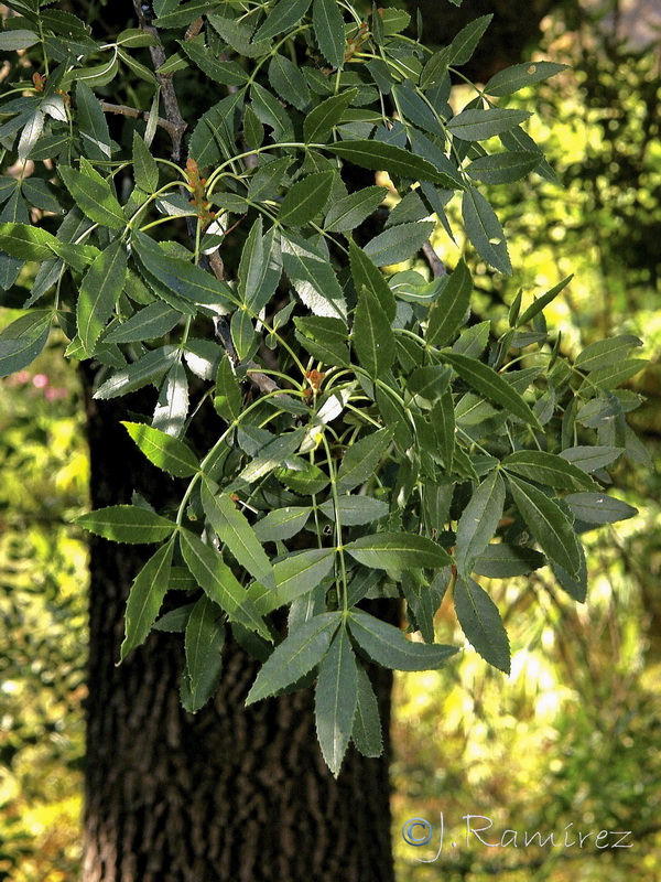 Fraxinus angustifolia angustifolia.10