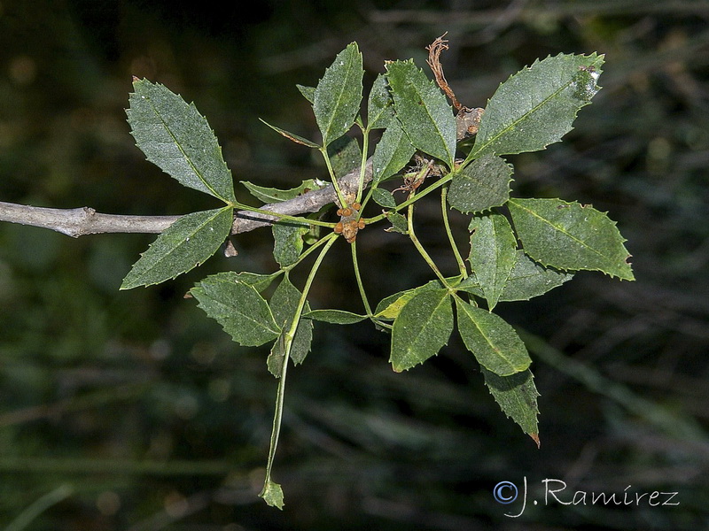 Fraxinus angustifolia angustifolia.11