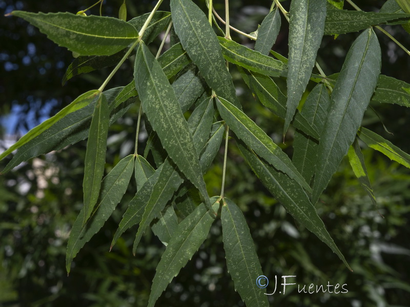 Fraxinus angustifolia oxycarpa.02