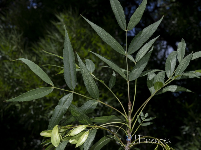 Fraxinus angustifolia oxycarpa.03