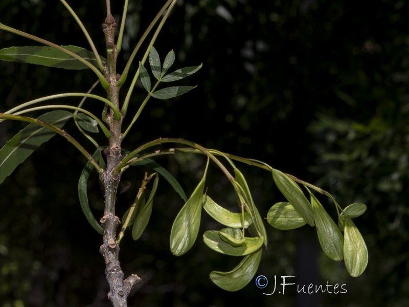 Fraxinus angustifolia oxycarpa.04