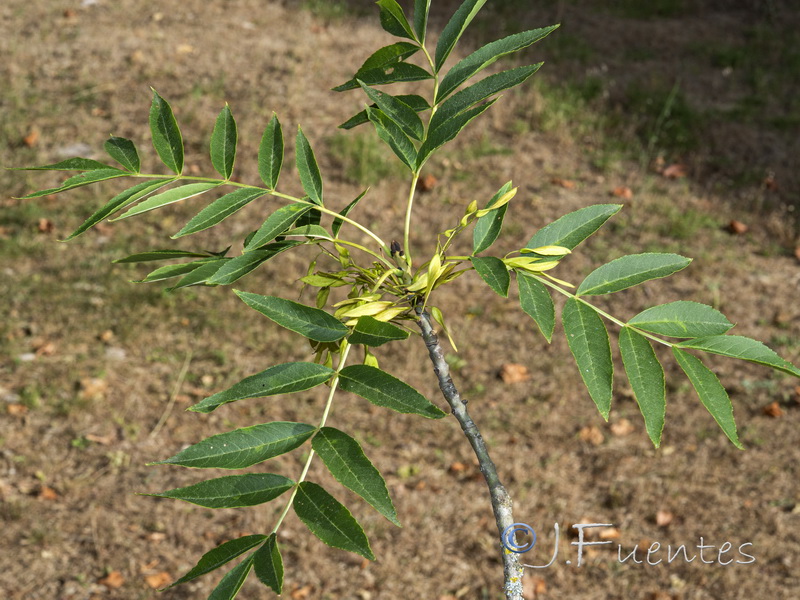 Fraxinus excelsior.01