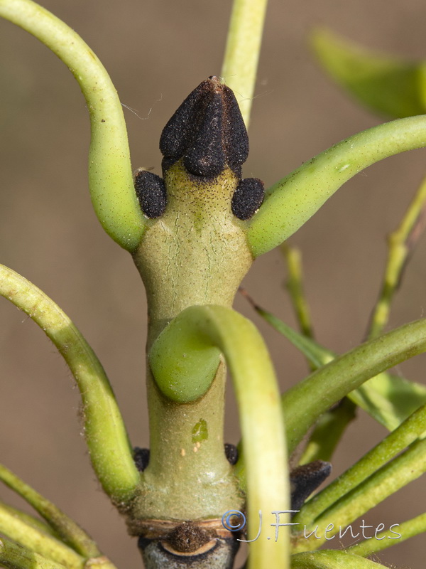 Fraxinus excelsior.03