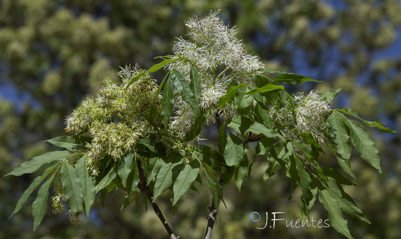 Fraxinus ornus.01