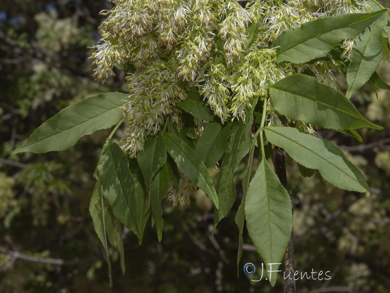 Fraxinus ornus.03