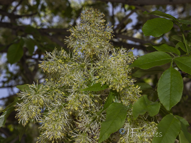 Fraxinus ornus.05