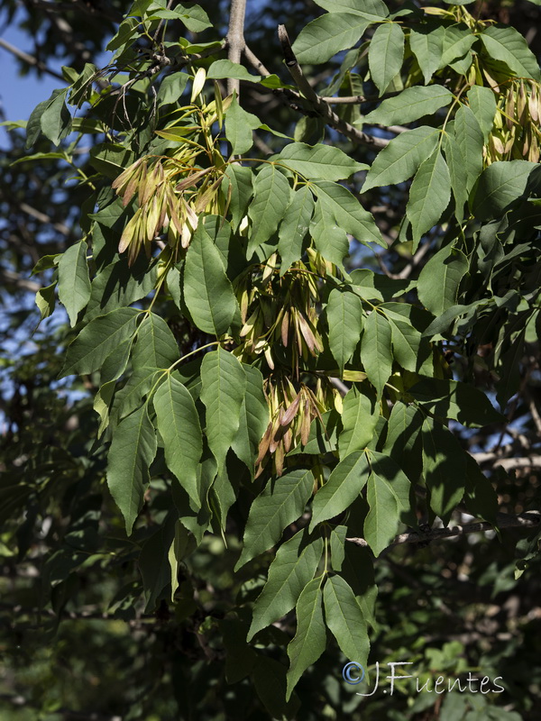 Fraxinus ornus.06
