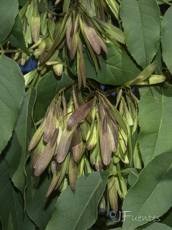 Fraxinus ornus.08