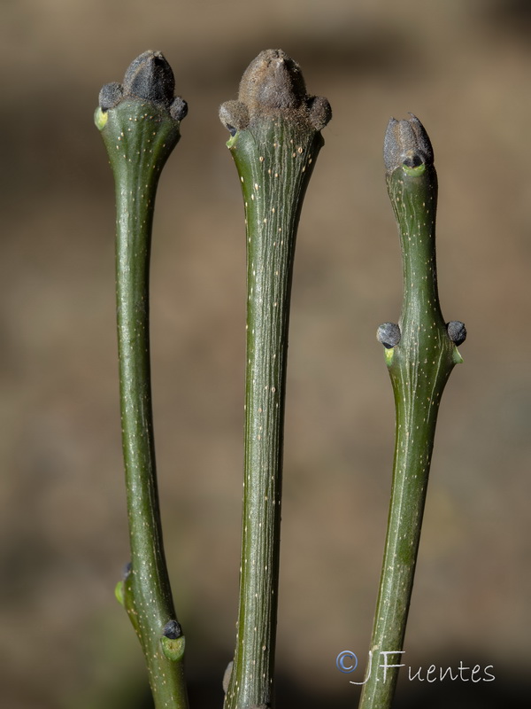 Fraxinus ornus.09
