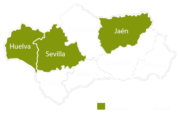 Andalucia copia