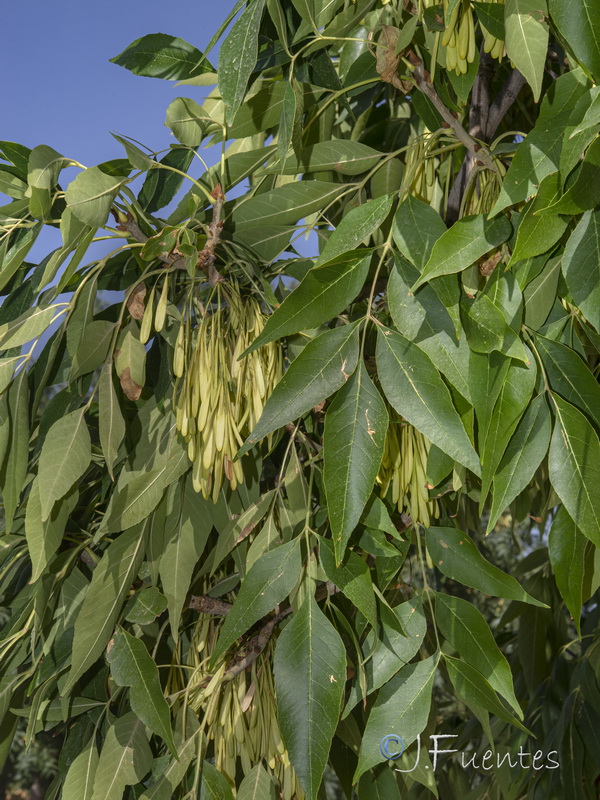 Fraxinus pennsylvanica.01