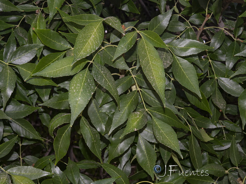 Fraxinus pennsylvanica.03