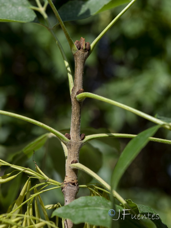 Fraxinus pennsylvanica.04