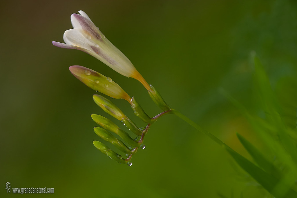 Freesia refracta