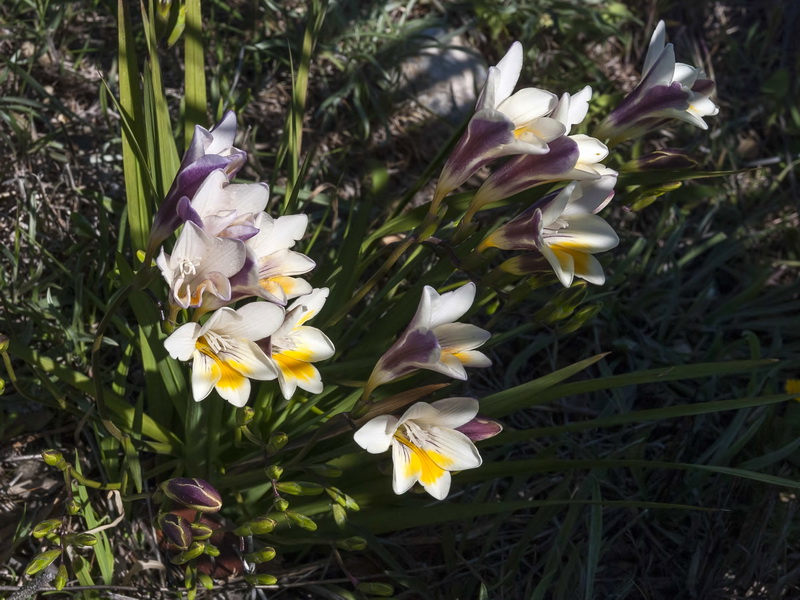 Freesia refracta.01