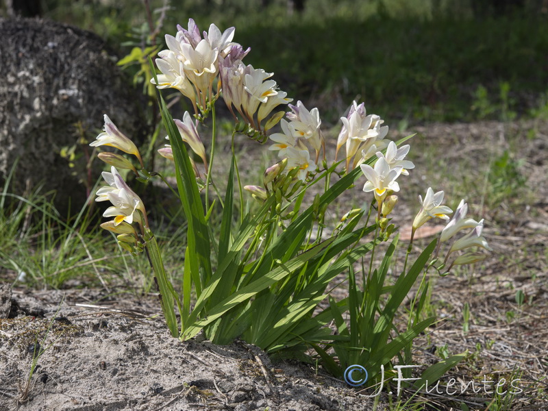 Freesia refracta.05