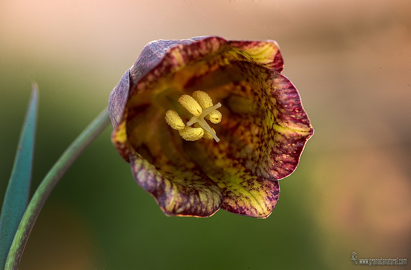 Fritillaria lusitanica