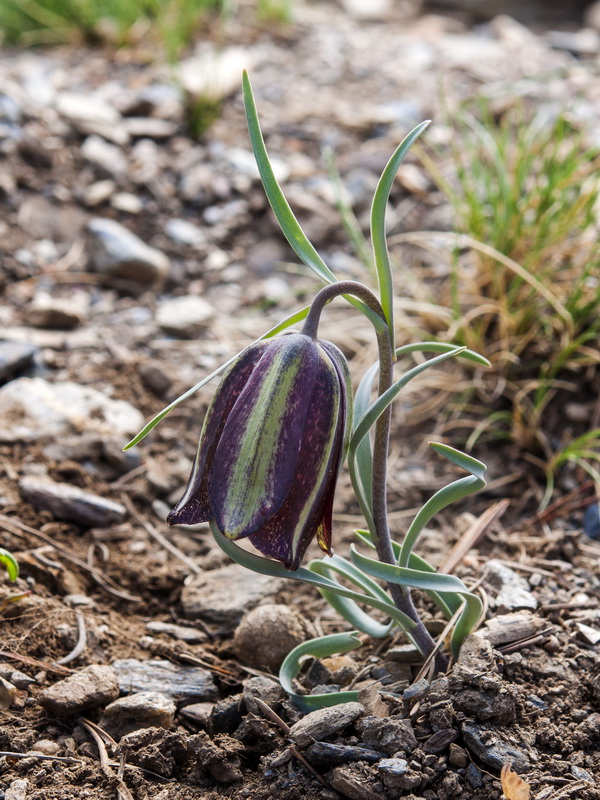 Fritillaria lusitanica.03