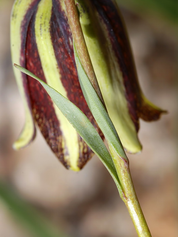 Fritillaria lusitanica.06