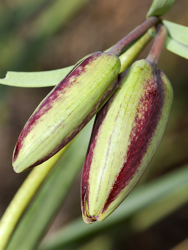 Fritillaria lusitanica.07