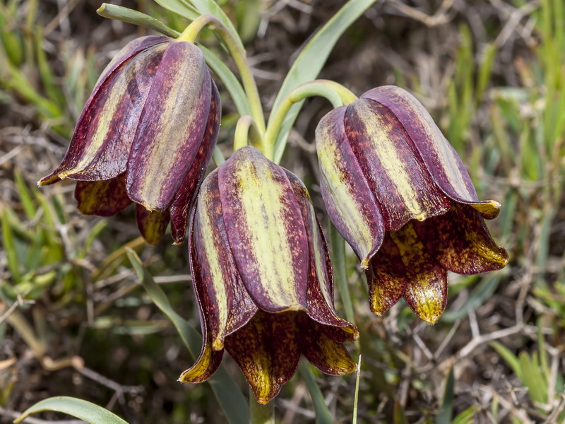 Fritillaria lusitanica.08