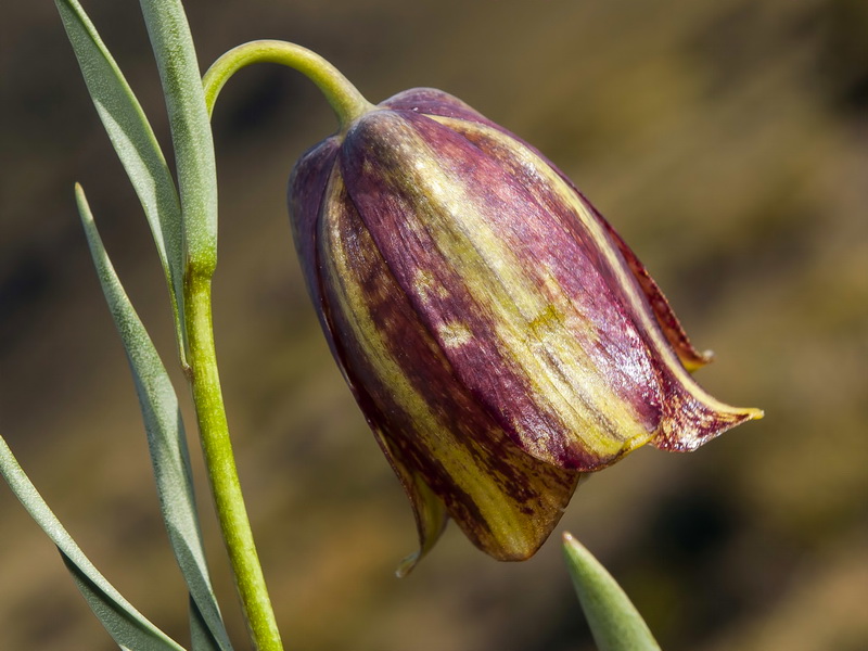 Fritillaria lusitanica.09