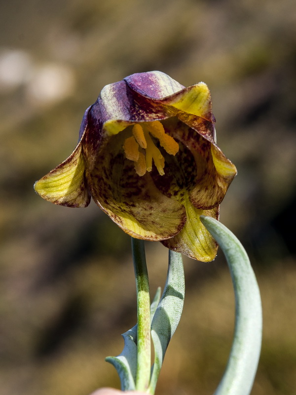 Fritillaria lusitanica.13