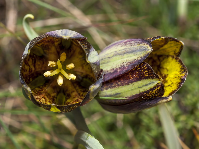 Fritillaria lusitanica.15