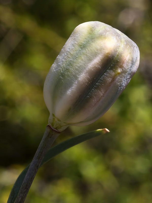 Fritillaria lusitanica.17