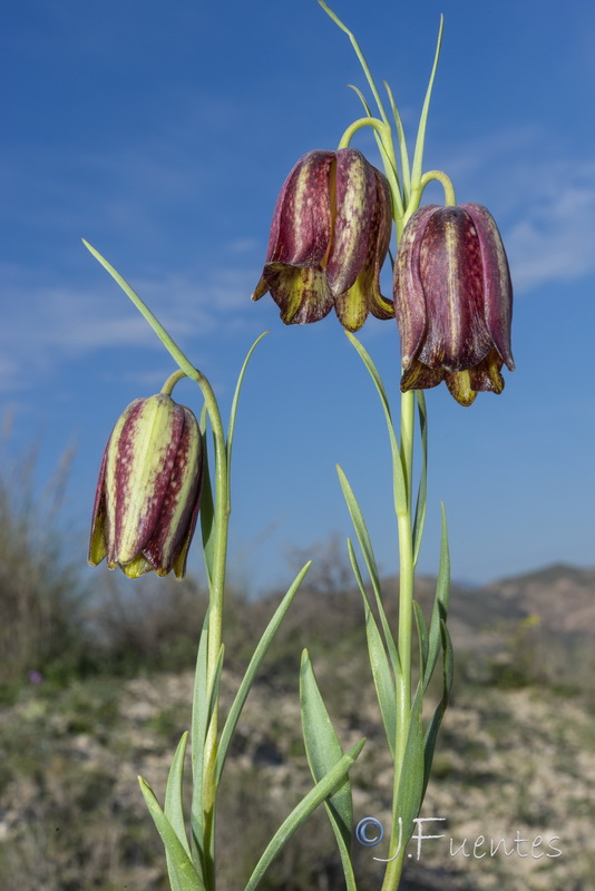 Fritillaria lusitanica.19