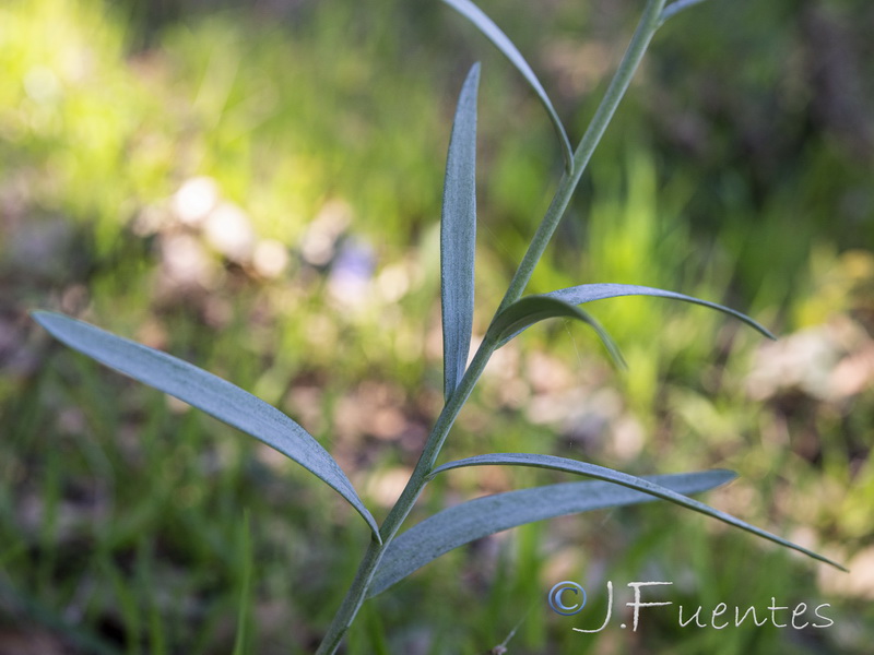 Fritillaria lusitanica.22