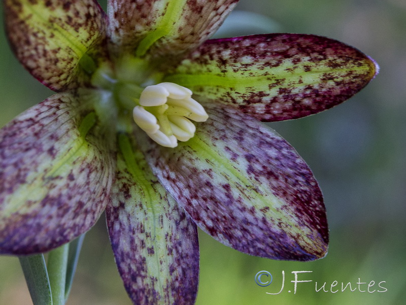 Fritillaria lusitanica.24