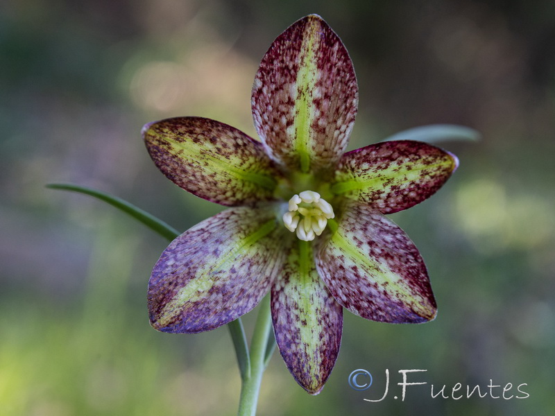 Fritillaria lusitanica.25