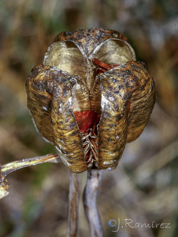 Fritillaria lusitanica.26