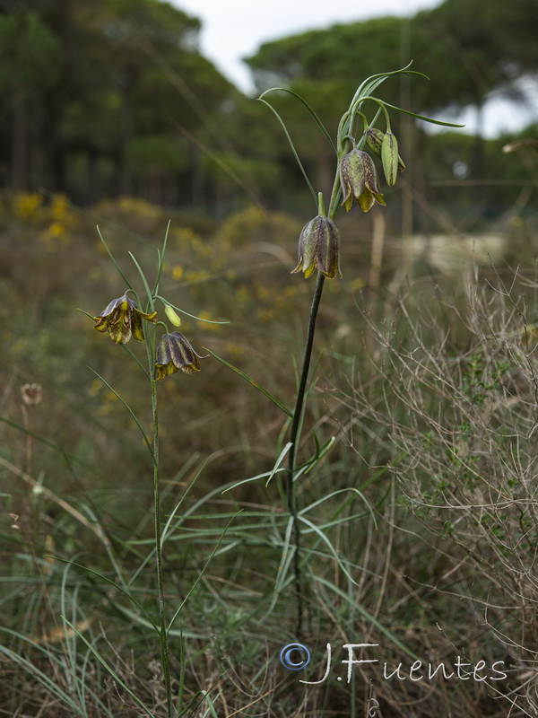 Fritillaria stenophylla.01