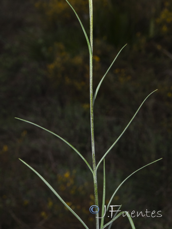 Fritillaria stenophylla.02