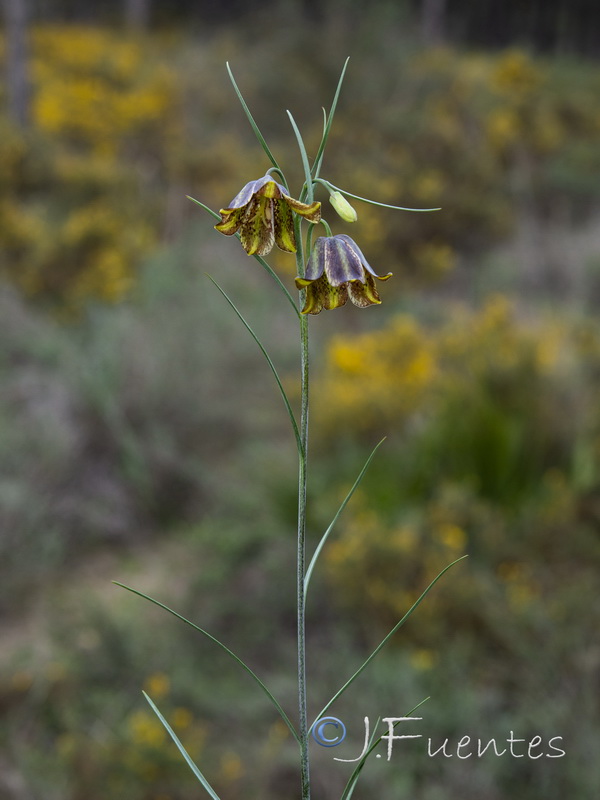 Fritillaria stenophylla.03