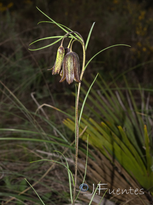 Fritillaria stenophylla.04