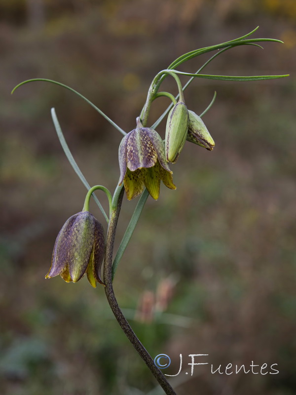 Fritillaria stenophylla.06