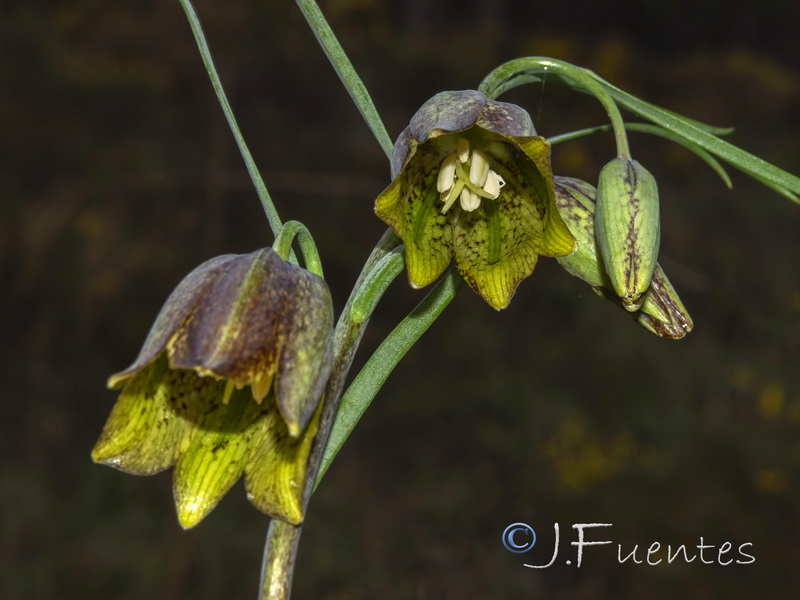 Fritillaria stenophylla.09