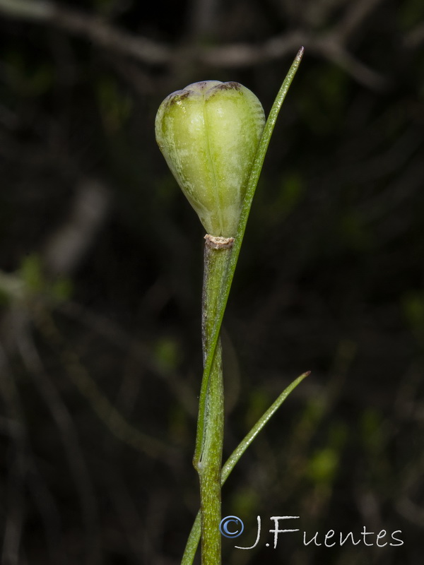 Fritillaria stenophylla.11