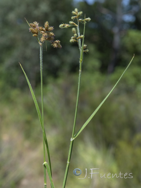 Fuirena pubescens.01