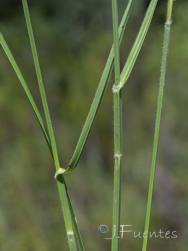 Fuirena pubescens.03