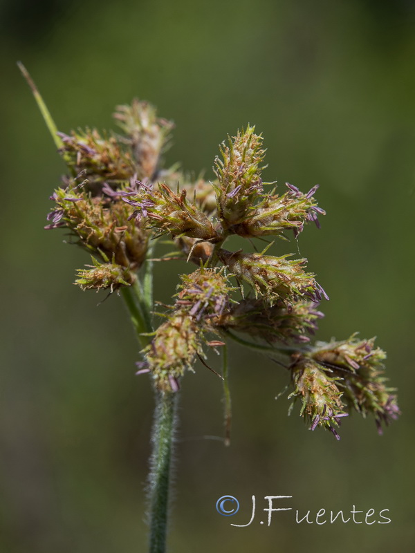 Fuirena pubescens.04