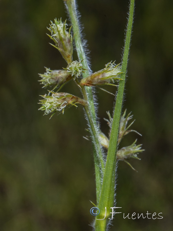 Fuirena pubescens.05