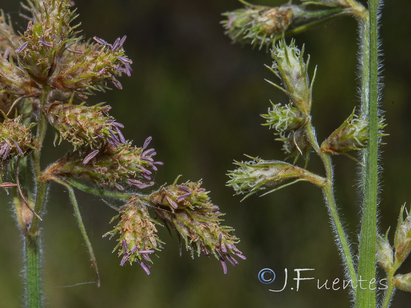 Fuirena pubescens.06