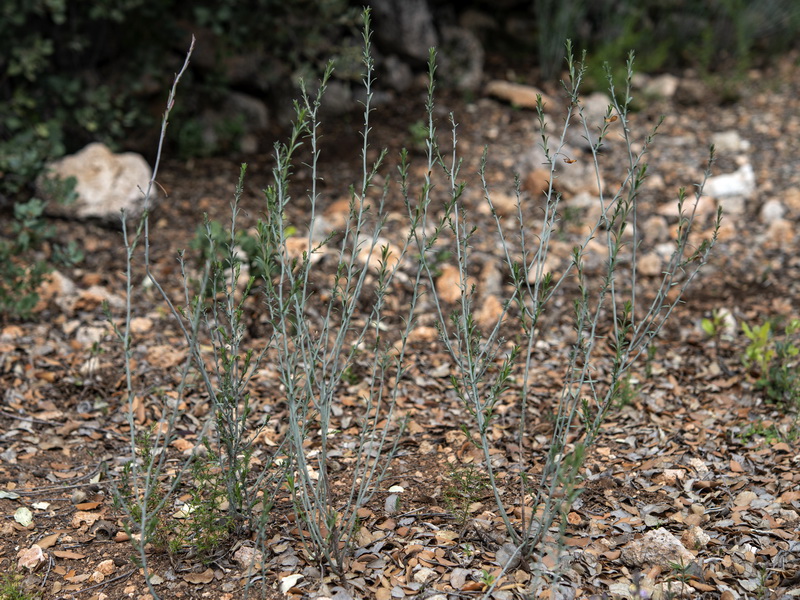 Fumana fontanesii.01